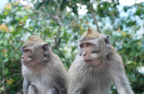 Balinese Monkeys © CC29