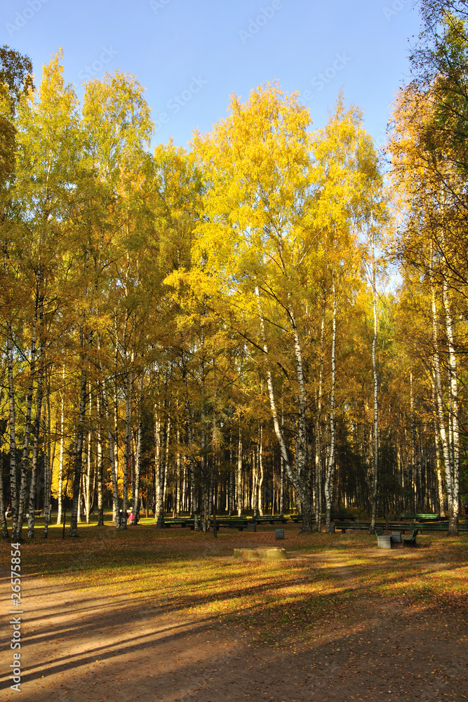 Fototapeta premium Осень в парке
