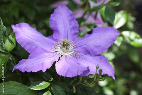 Clematis photo