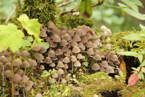 Schirmchen