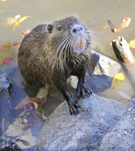 hungry nutria