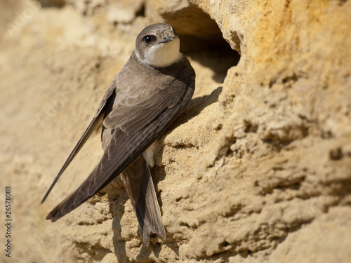 Uferschwalbe, Sand martin, Riparia riparia photo