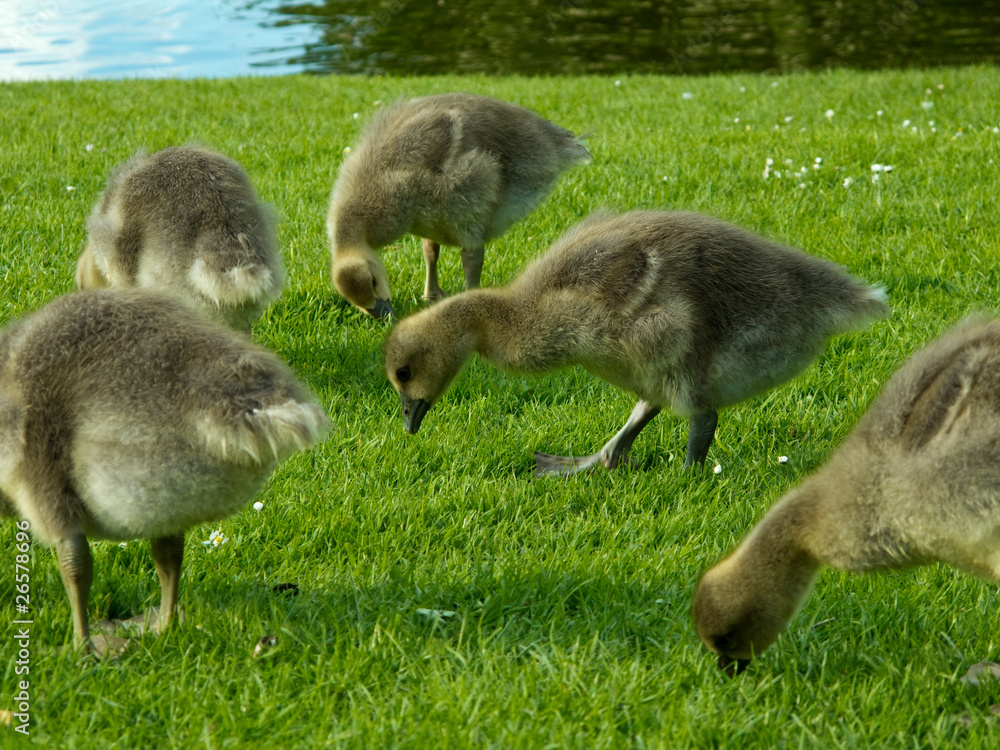 Chicks of greylag goose, anser anser, eating grass Chicks of greylag goose, anser anser, eating grass