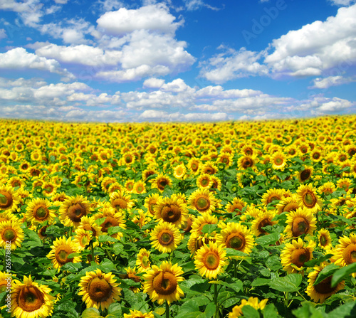 sunflower field