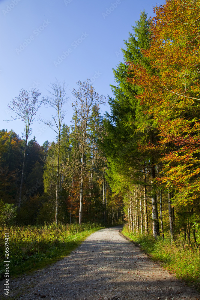 Obraz premium Waldweg im Herbst