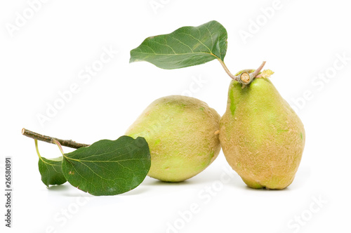 ecological quince