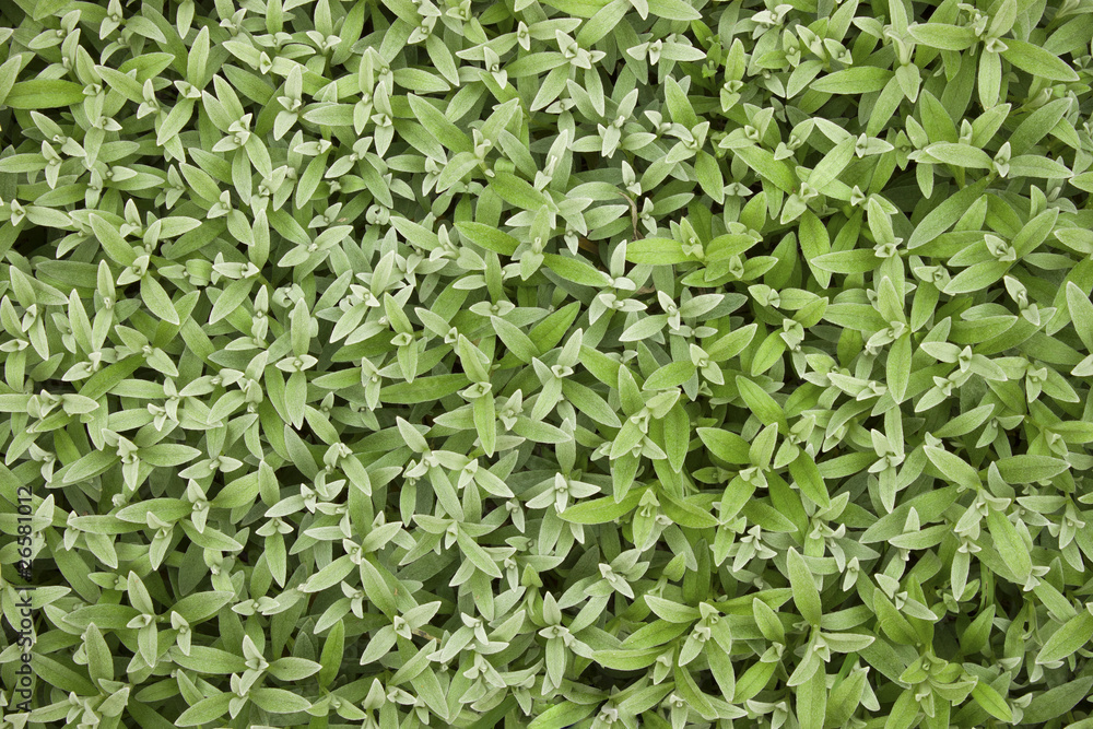 Mouse-ear chickweed (Carastium) Mouse-ear chickweed (Carastium)