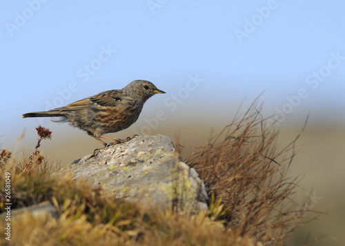 Alpine Accentor, Sordone, Prunella collaris