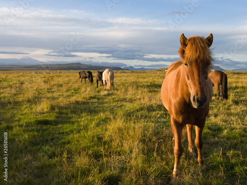 Icelandic horses in the wild © ReplayAll