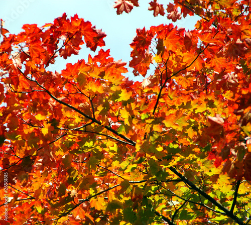 Herbst  bunte Ahornbl  tter im Sonnenlicht