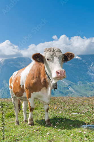 Cow grazing in an alpine meadow, mountains in the background