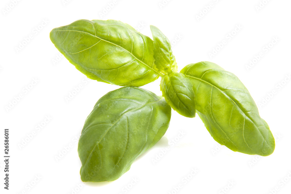 Basil Basil