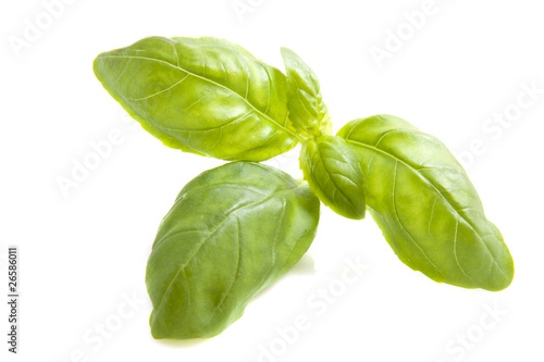 Basil