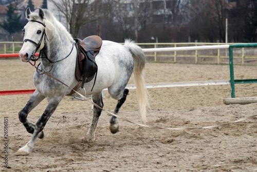 horse running with saddle