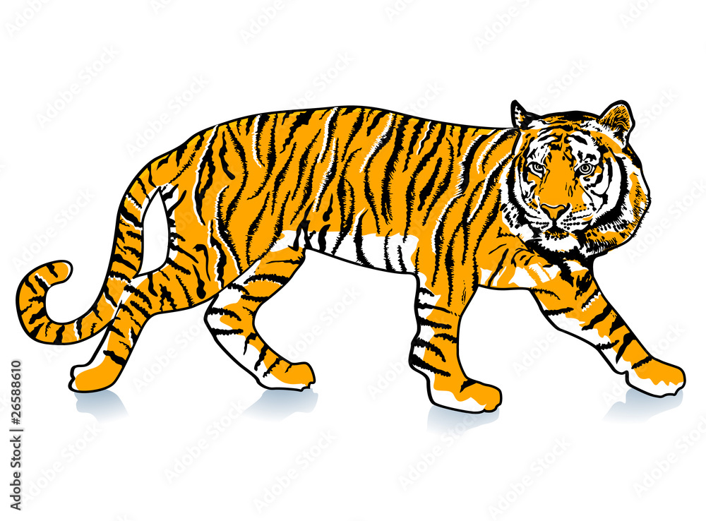 Obraz premium schleichender Tiger