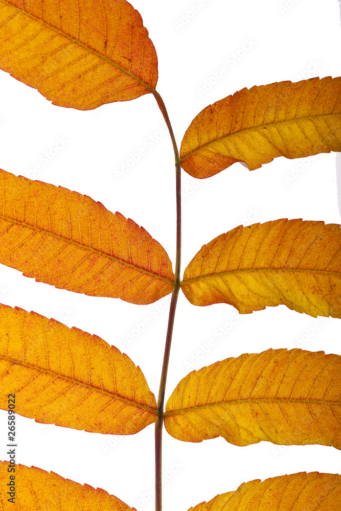 Obraz premium herbstlich gefärbte Blätter (freigestellt) #4