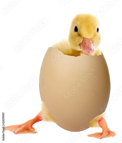 Obraz na plátne Duckling in an egg