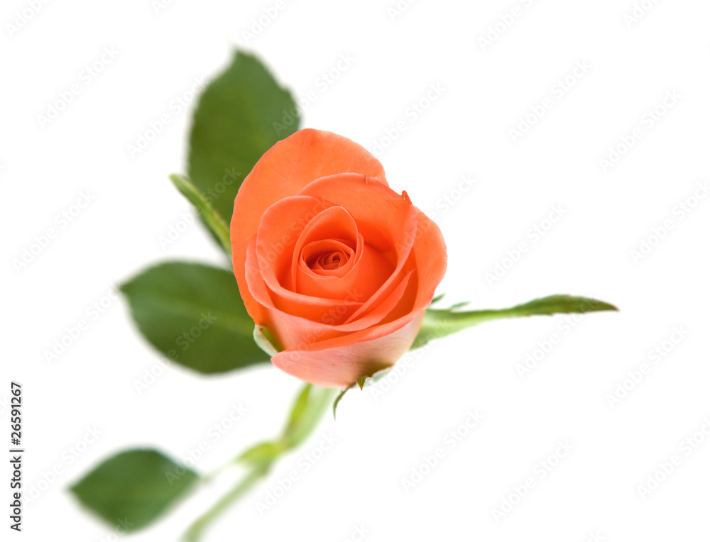 single orange rose; isolated on white background; single orange rose; isolated on white background;