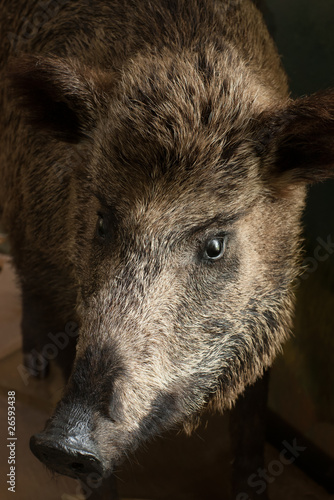 Portrait of stuffed wild boar with selective focus