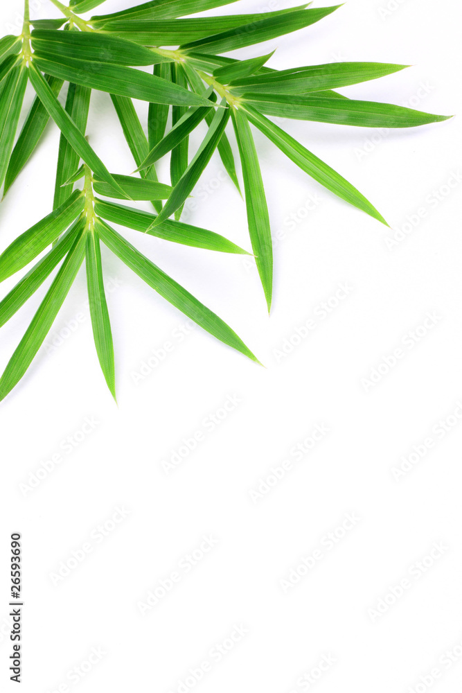 Fototapeta premium bamboo grass