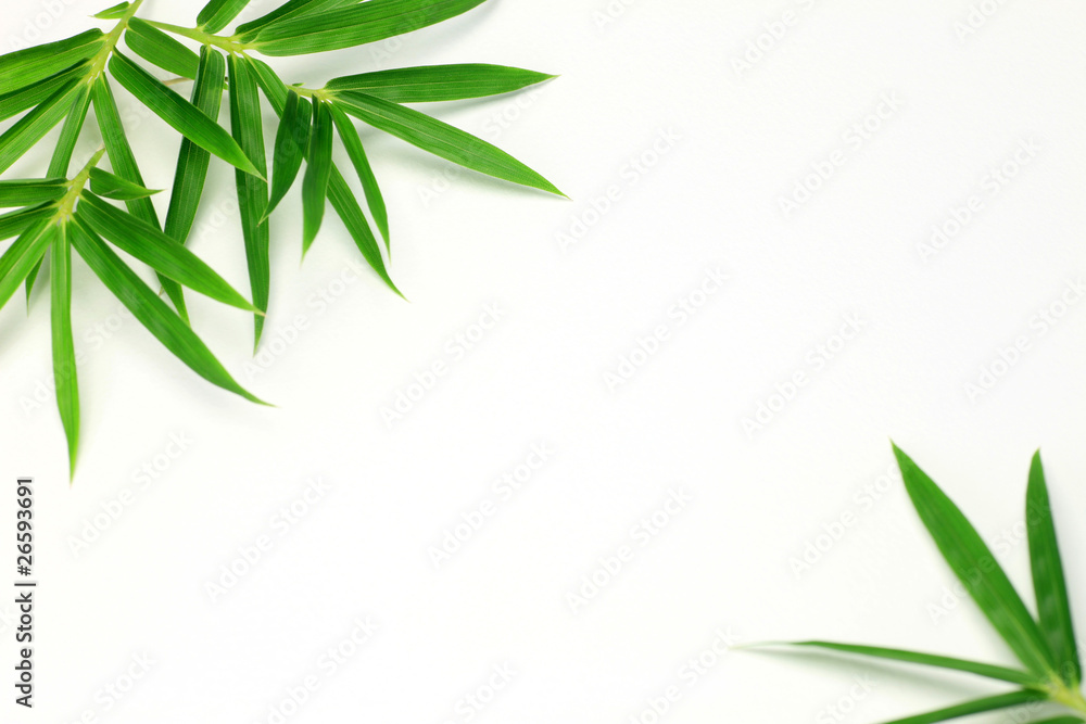 Obraz premium bamboo grass