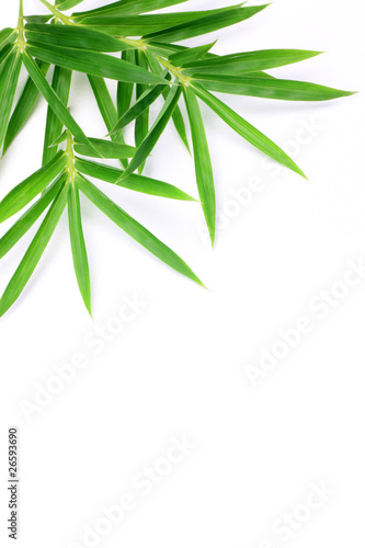 Fototapeta Naklejka Na Ścianę i Meble -  bamboo grass