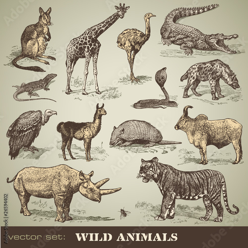 vector set: wild animals © Anja Kaiser
