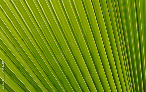 Closeup of a fan-like leaf of a palm tree