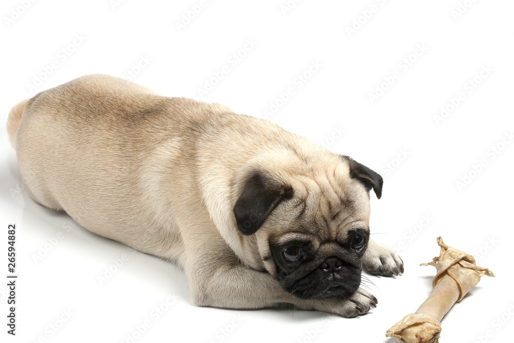 pug with biscuit bone