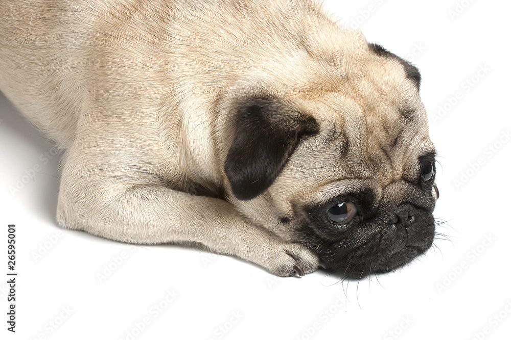 lying pug lying pug