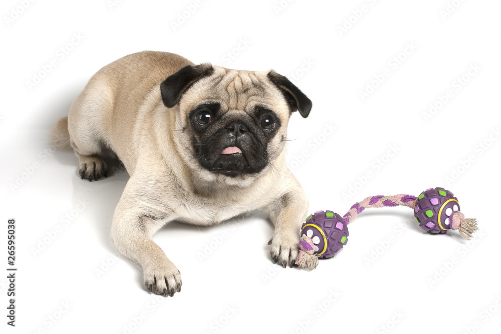 Obraz premium pug with toy