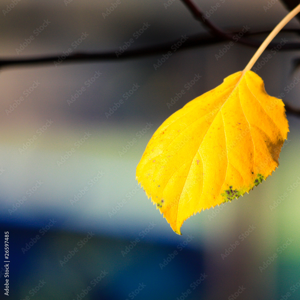 Obraz premium alone in the sun