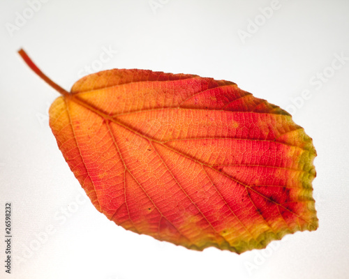red leaf