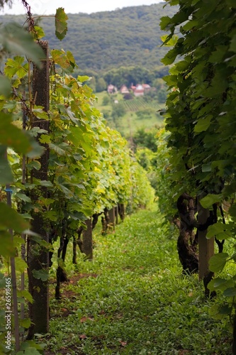 Vineyard