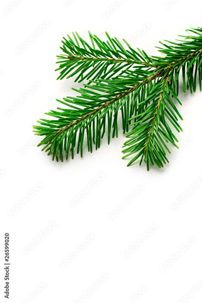 Firtree isolated on white