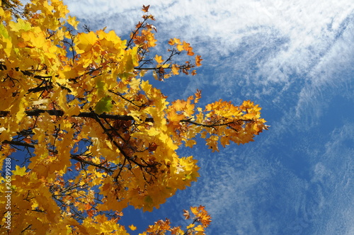 Gelbe Herbstblätter vor blauem Himmel photo