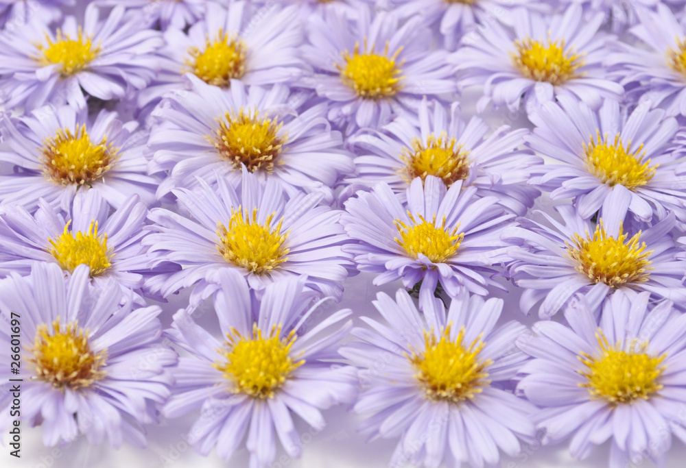Fototapeta premium small purple chrysanthemums