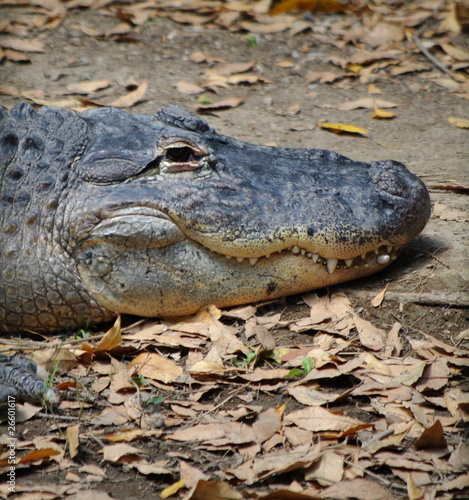 crocodile