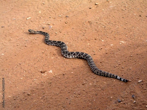Rattle Snake