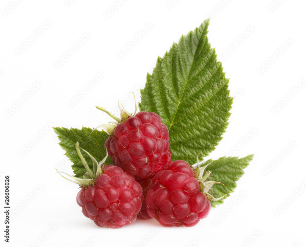 Raspberry with green leaves Raspberry with green leaves
