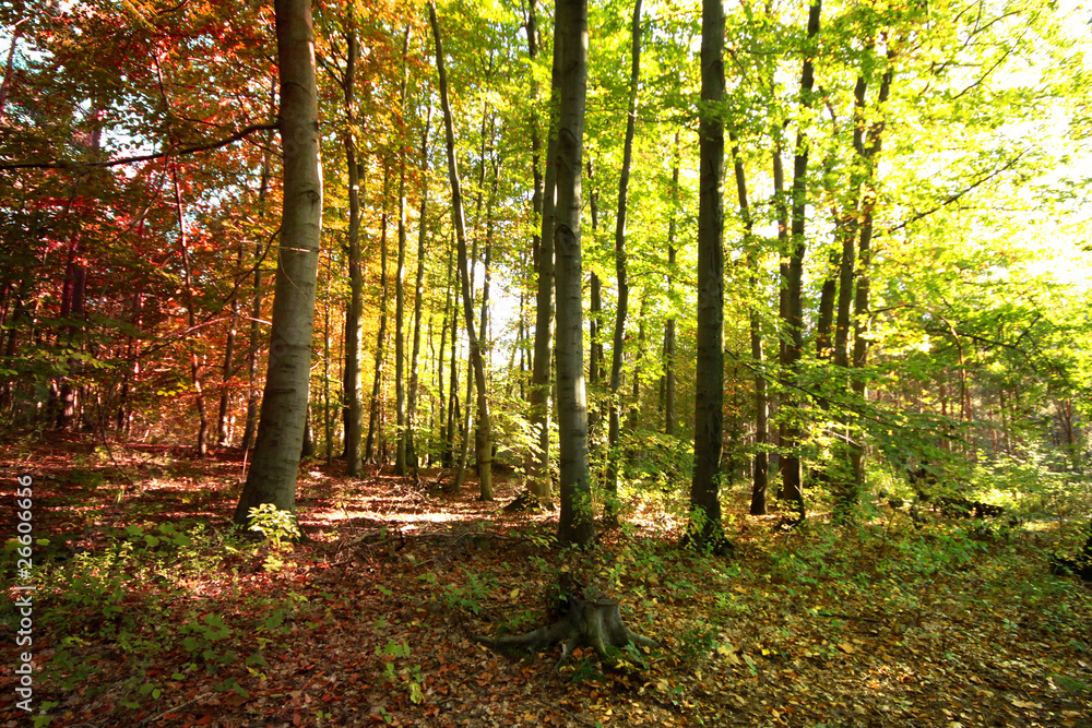 Obraz premium jesień