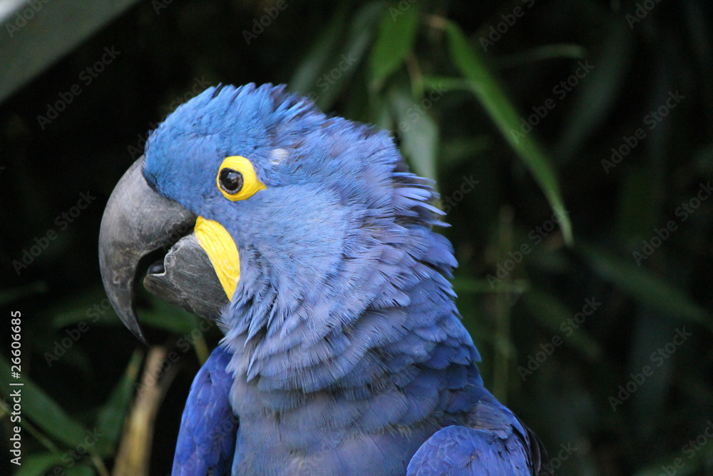 Naklejka premium Hyacinthe macaw head