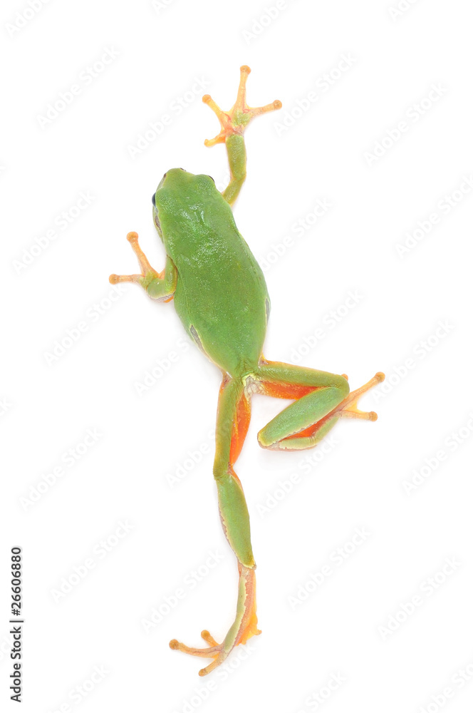 Naklejka premium Tree frog