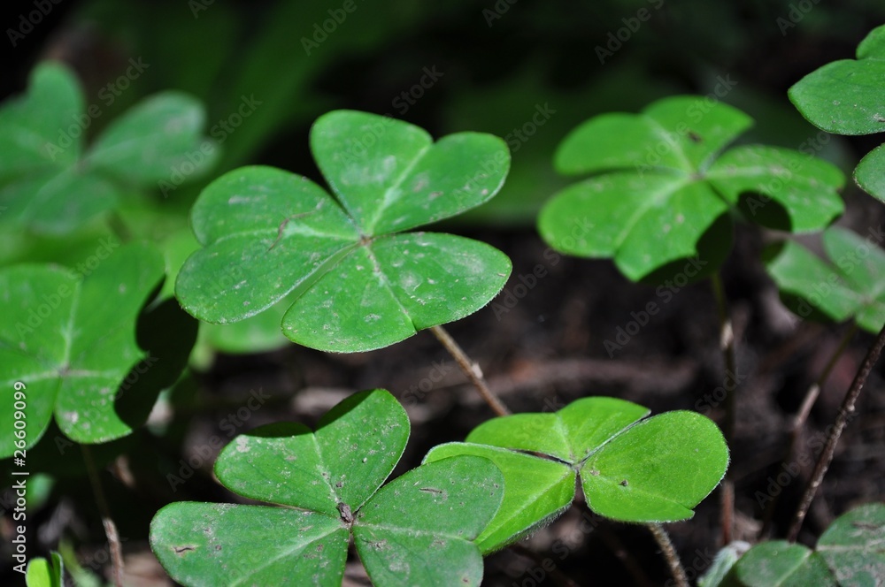 Green Clovers Green Clovers
