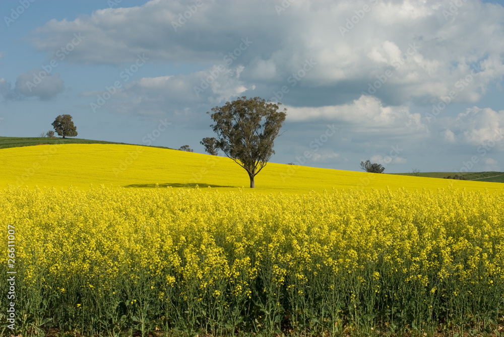 Flowering Canola Field