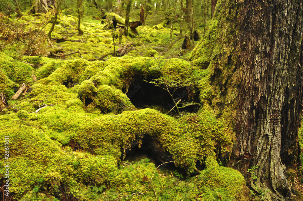 Moss covered forest. Routeburn Track, New Zealand Moss covered forest. Routeburn Track, New Zealand
