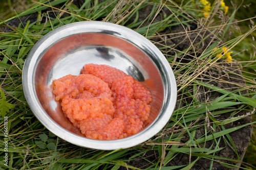 Fresh salmon red caviar (pink salmon) photo