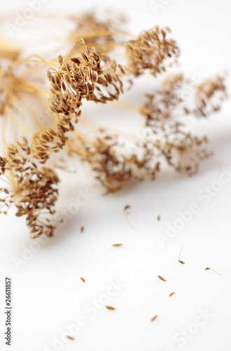Dried dill