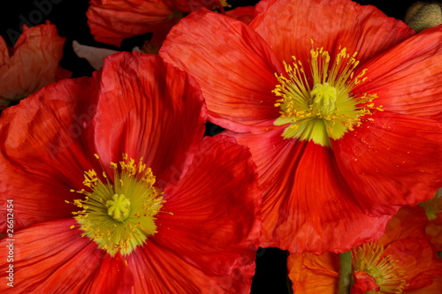 Closeup of red poppies