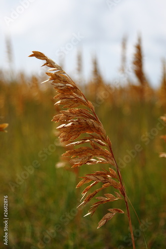 sea oats